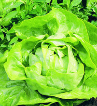 Load image into Gallery viewer, Bonnie Plants Buttercrunch Lettuce 19.3 oz