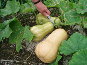 Bonnie Plants Waltham Butternut Squash garden