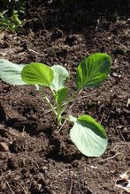 Load image into Gallery viewer, Bonnie Plants Hybrid Cabbage 19.3 oz