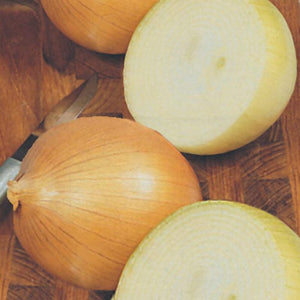 Bonnie Plants Candy Onion Plant 19.3 oz