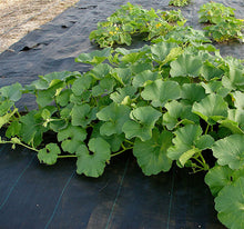 Load image into Gallery viewer, Bonnie Plants Hale’s Best Jumbo Cantaloupe 19.3 oz