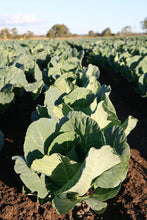 Load image into Gallery viewer, Bonnie Plants White Hybrid Cauliflower 19.3 oz