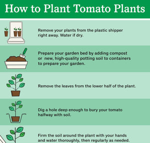 Bonnie Plants Cherokee Purple Tomato how to plant