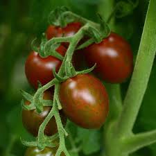 Bonnie Plants Chocolate Sprinkles Tomato garden