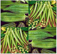 Load image into Gallery viewer, Bonnie Plants Clemson Spineless Okra