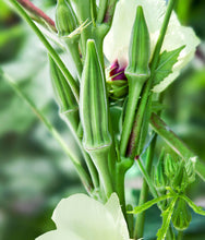 Load image into Gallery viewer, Bonnie Plants Clemson Spineless Okra 19.3 oz