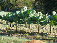 Load image into Gallery viewer, Bonnie Plants Georgia Collards winter harvested bottoms