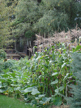 Load image into Gallery viewer, Bonnie Plants Peaches &amp; Cream Corn 19.3 oz