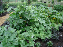 Load image into Gallery viewer, Bonnie Plants Burpless Hybrid Cucumber trellis