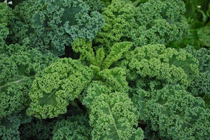 Bonnie Plants Curly Kale 19.3 oz