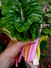 Load image into Gallery viewer, Bonnie Plants Swiss Chard 19.3 oz. cut