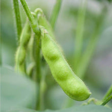 Load image into Gallery viewer, Bonnie Plants Edamame on vine