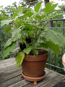 Bonnie Plants Black Beauty Eggplant pot container