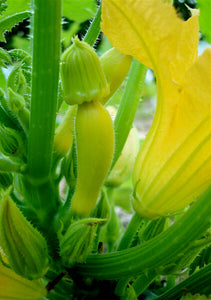 Bonnie Plants Golden Scallop Pattypan garden