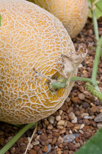 Bonnie Plants Hale’s Best Jumbo Cantaloupe 19.3 oz