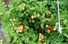Load image into Gallery viewer, Bonnie Plants Husky Cherry Red Tomato garden