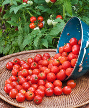 Load image into Gallery viewer, Bonnie Plants Husky Cherry Red Tomato 19.3 oz.