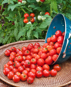 Bonnie Plants Husky Cherry Red Tomato 19.3 oz.