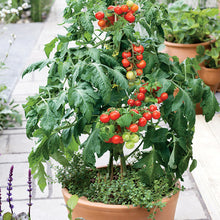 Load image into Gallery viewer, Bonnie Plants Husky Cherry Red Tomato pot