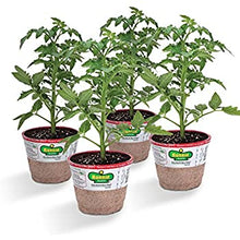 Load image into Gallery viewer, Bonnie Plants Husky Cherry Red Tomato four