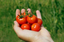 Load image into Gallery viewer, Bonnie Plants Husky Cherry Red Tomato handful