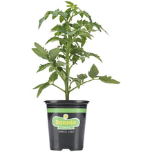Load image into Gallery viewer, Bonnie Plants Husky Cherry Red Tomato 19.3 oz.