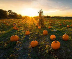 Liquid Leaf Pumpkins - As The Bunny Hops®