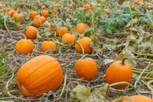 Load image into Gallery viewer, Bonnie Plants Jack-O-Lantern Pumpkin patch