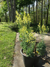 Load image into Gallery viewer, Bonnie Plants Curly Kale 19.3 oz in container