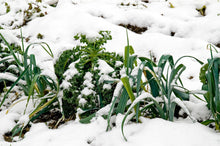Load image into Gallery viewer, Bonnie Plants Leeks cold tolerant