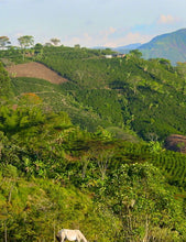 Load image into Gallery viewer, La Colombe Colombia San Roque Coffee bean groves