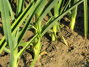 Bonnie Plants Leeks 19.3 oz garden
