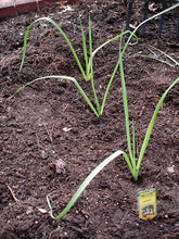 Load image into Gallery viewer, Bonnie Plants Leeks 19.3 oz garden