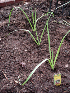 Bonnie Plants Leeks 19.3 oz garden