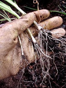 Bonnie Plants Leeks 19.3 oz roots