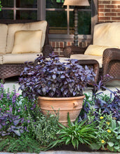 Load image into Gallery viewer, Bonnie Plants Purple Basil 25 oz.