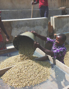Ethiopian farmer harvesting La Colombe Ethiopia Yirgachefe Coffee beans