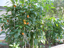 Load image into Gallery viewer, Bonnie Plants Green Bell Pepper stakes
