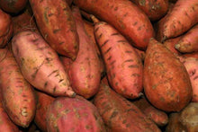 Load image into Gallery viewer, Bonnie Plants Beauregard Sweet Potato harvest