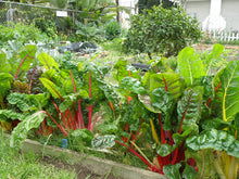 Load image into Gallery viewer, Bonnie Plants Swiss Chard garden