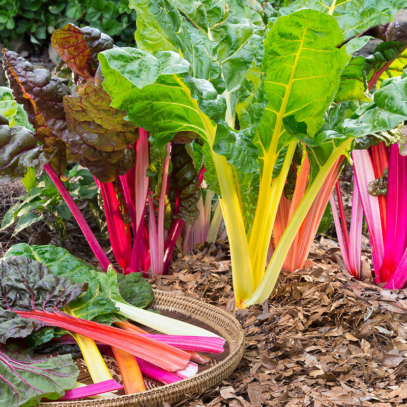 Bonnie Plants Swiss Chard 19.3 oz.
