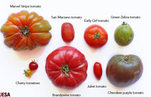 Load image into Gallery viewer, Bonnie Plants Tomatoes