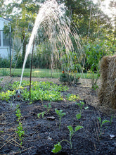 Load image into Gallery viewer, Bonnie Plants Curly Kale 19.3 oz garden