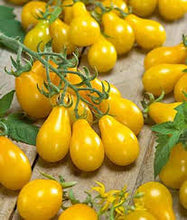 Load image into Gallery viewer, Bonnie Plants Yellow Pear Cherry Tomato vine