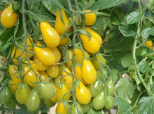 Load image into Gallery viewer, Bonnie Plants Yellow Pear Cherry Tomato garden