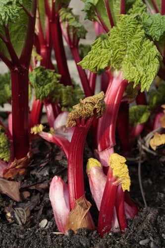 Bonnie Plants Rhubarb 19.3 oz
